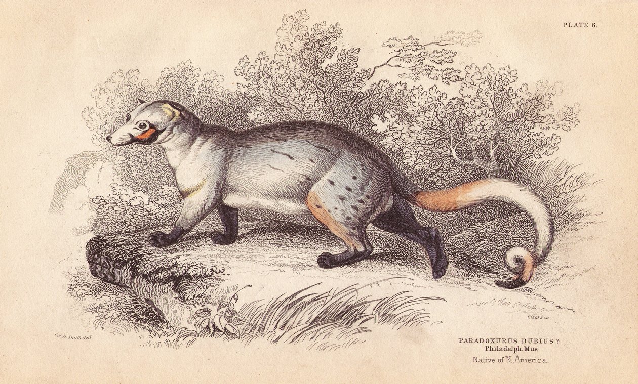 Paradoxid americký, Paradoxurus dubius. Z exempláře ve Filadelfském muzeu. Ručně kolorovaná ocelorytina od Lizarse podle ilustrace Charlese Hamiltona Smithe z Naturalist