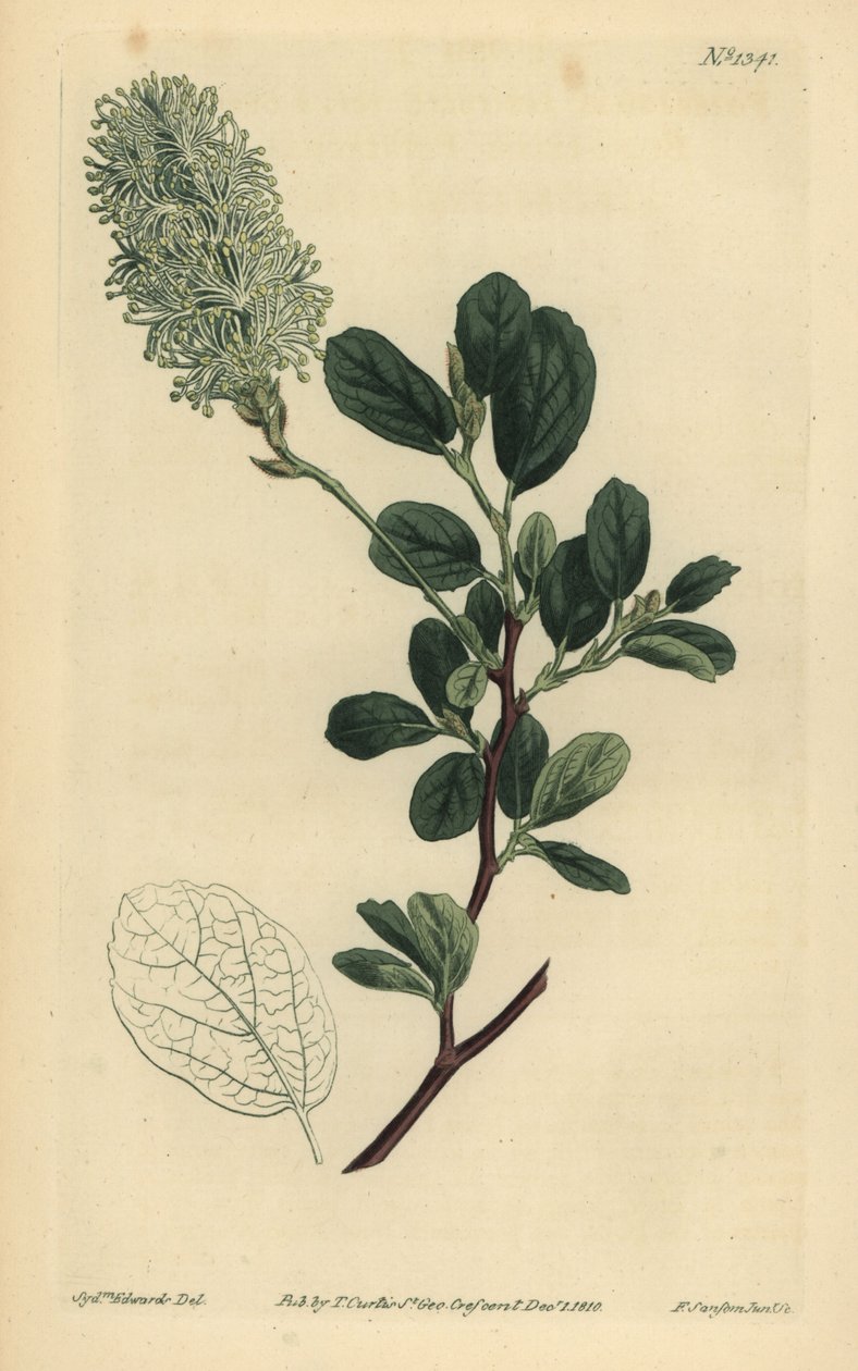 Wych líska, Fothergilla gardenii (fothergilla tupolistá, Fothergilla alnifolia obtusa) od Unbekannt