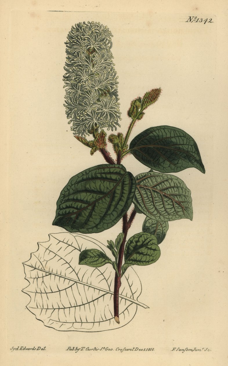 Wych líska, Fothergilla gardenii (fothergilla širokolistá, Fothergilla alnifolia major) od Unbekannt