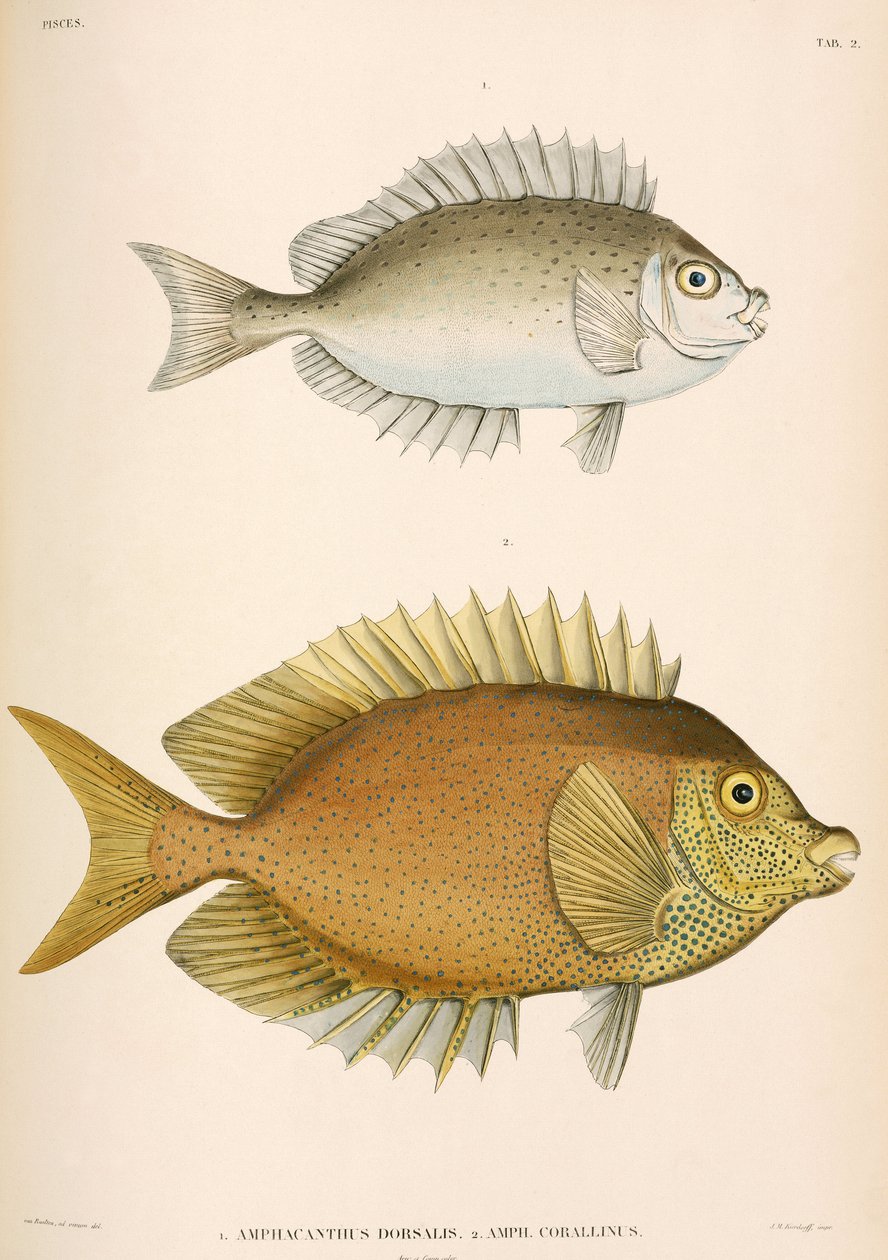 Amphacanthus dorsalis, Amphacanthus corallinus, Indonésie od Unbekannter Künstler