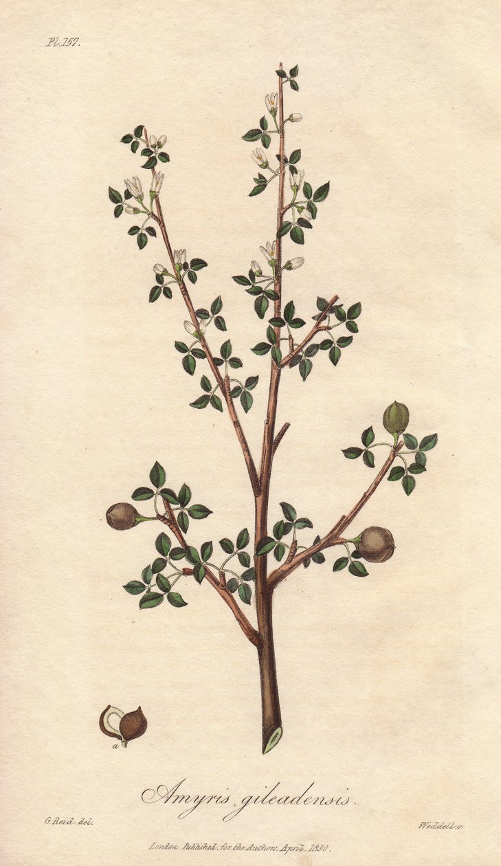Amyris elemifera neboli Elemi Tree (Commiphora gileadensis) Silná voda od Williama Clarkea k ilustraci knihy "Medical Botanical, Description of the Medicinal Plants of London, Edinburgh and Dublin" od Johna Stephensona a Jamese Morsse Churchilla, vydané v  od Unbekannter Künstler