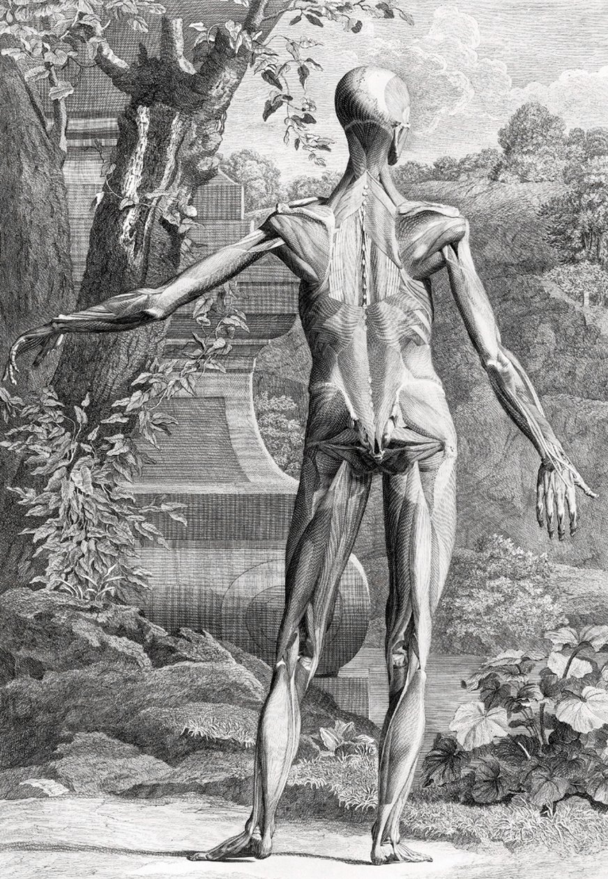 Anatomická ilustrace od Unbekannter Künstler