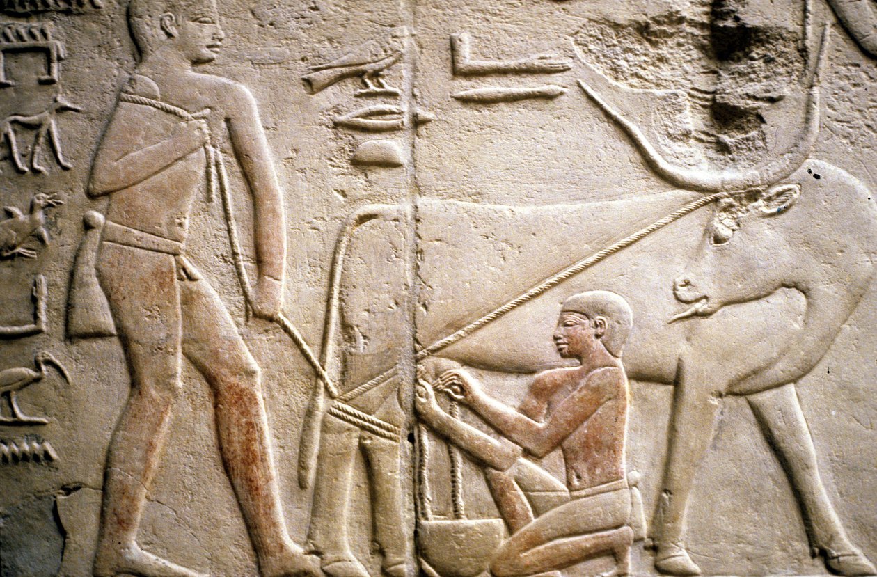 Starověký Egypt: Sakkára (nebo Sakkára či Sakkarah): pohřebiště Staré říše, hrobka vznešených. Detail reliéfů znázorňujících dojení buvola. od Leopold Blonder