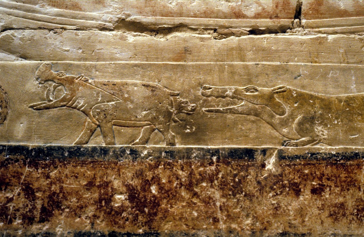 Starověký Egypt: Sakkára (nebo Sakkára či Sakkarah): hrobka Ti (oficiální za 5. dynastie. Detail zobrazující hrochy. od Leopold Blonder
