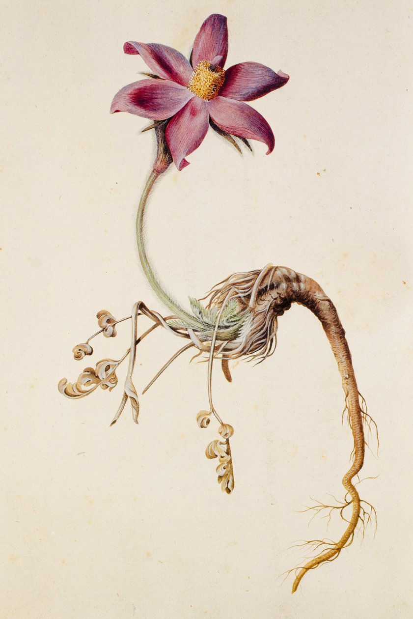 Anemone pulsatilla/Anenome pulstaille od Unbekannt