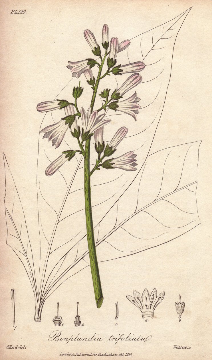 Angostura strom, Angostura trifoliata od Unbekannter Künstler