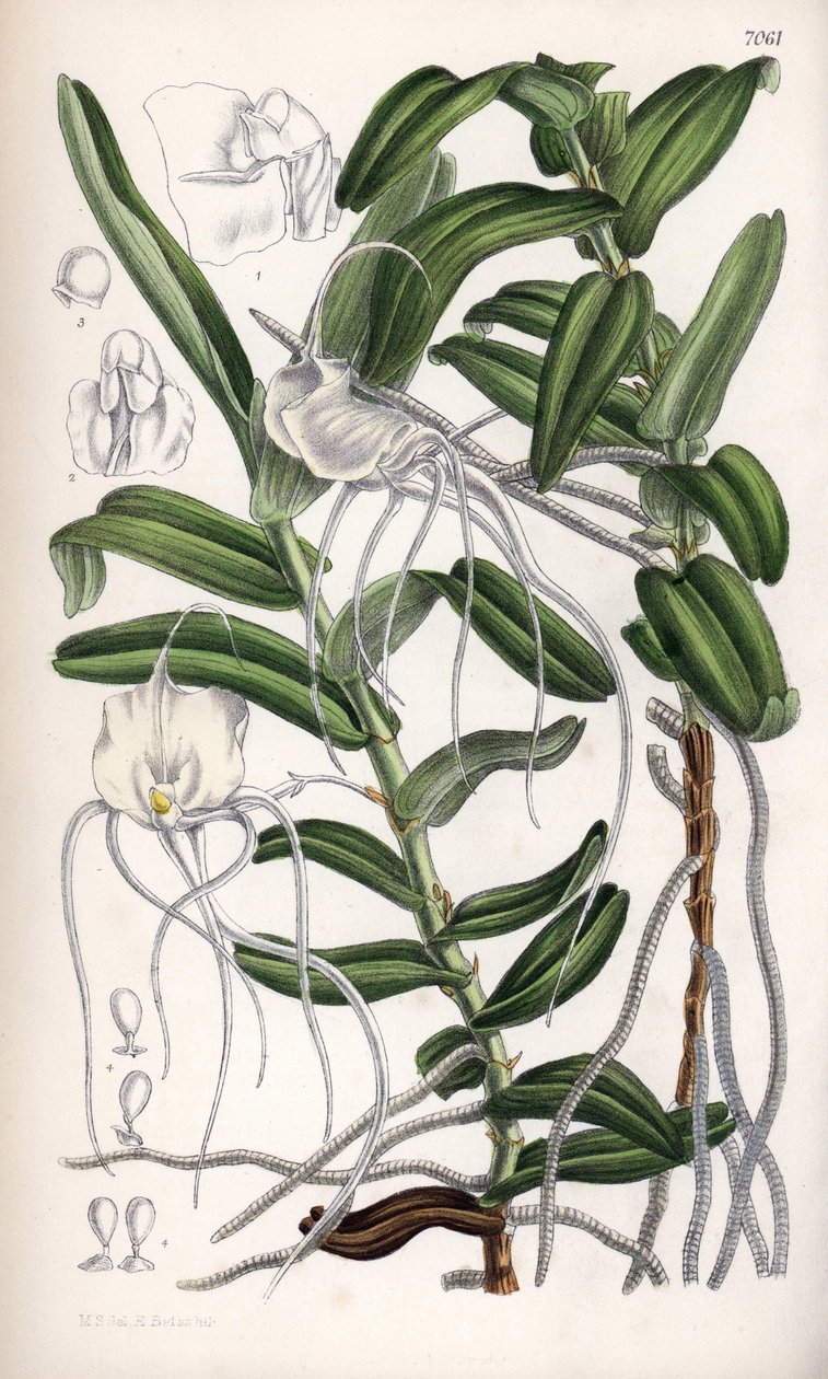 Angraecum germinyanum, madagaskarská bílá orchidej. Pojmenována po hraběti Adrienu de Germiny, Francie. Kresba Matildy Smithové (1854-1926), litografie J. N. Fitche v Curtis Botanical Magazine, Joseph Dalton Hooker, vydáno v Londýně, Anglie, L. Reeve an. od Unbekannter Künstler