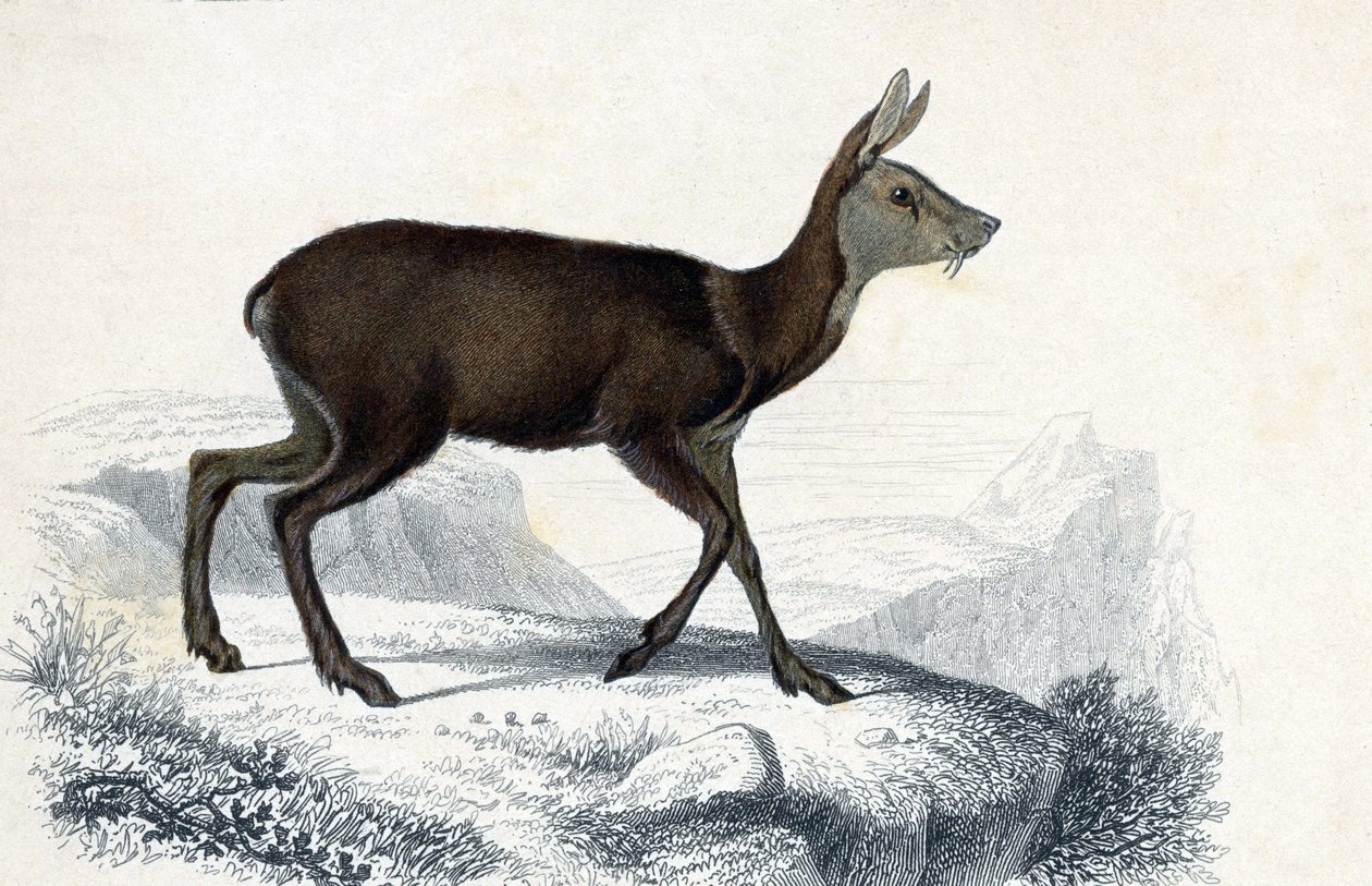 Tabule zvířat: Chevrotain (Moschus Pygnueus). Mammiferes quadrupedes ruminants - in "Dictionnaire universel d