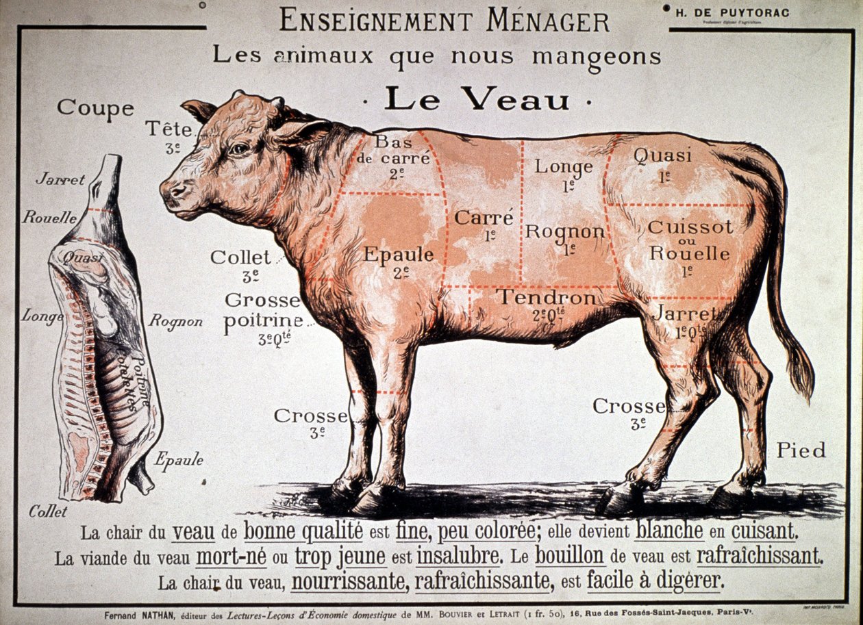 Zvířata, která jíme : tele, cca 1910 (tisk) od Unbekannter Künstler