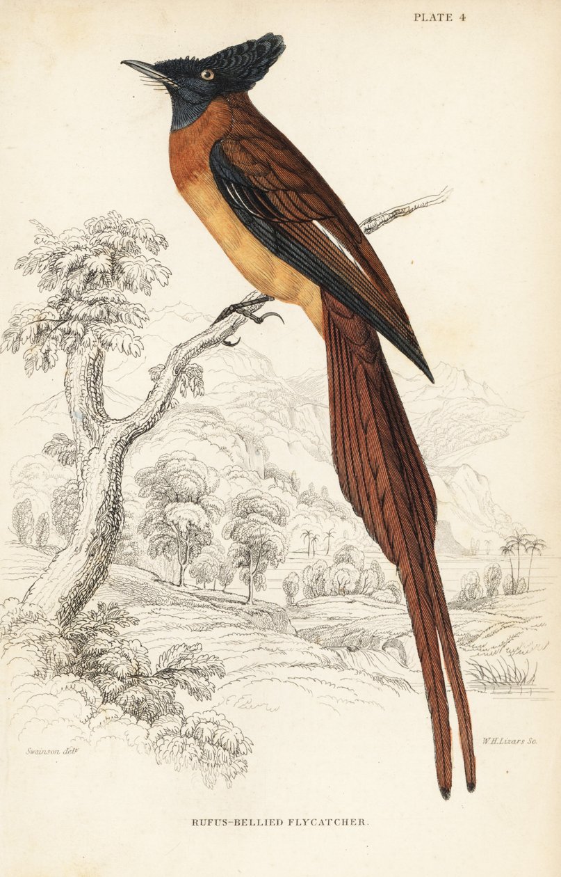 Annobon paradise flycatcher, Terpsiphone smithii, Zranitelný. (Mucholapka Rufosova, Muscipeta rufiventer). Ručně kolorovaná ocelorytina Williama Lizarse podle Williama Swainsona z Naturalist