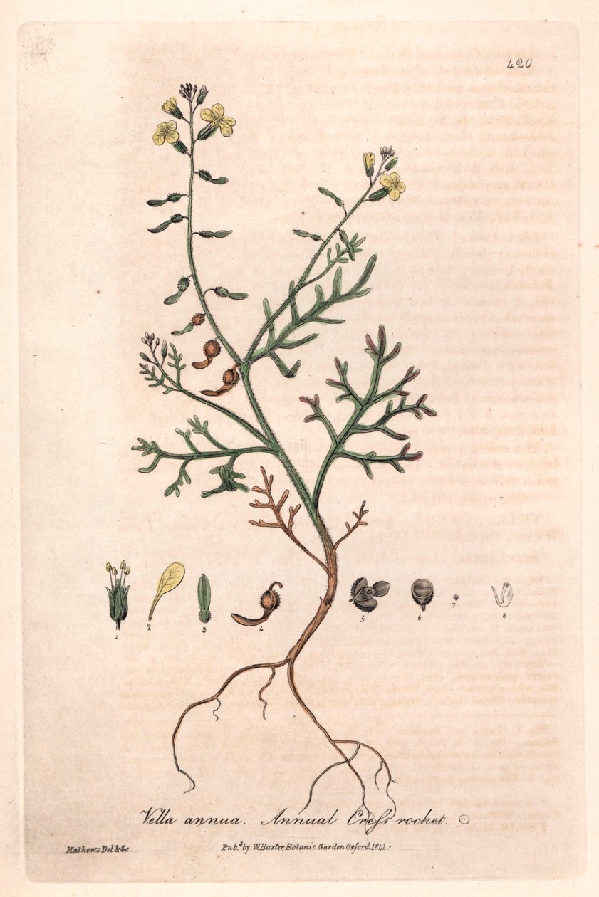 Vella roční (Vella annua) - botanická tabulka od Isaaca Russella, vyryl Charles Matthews, z knihy "English Botanical Phenomenes" od Williama Baxtera (1788-1871) od Unbekannter Künstler