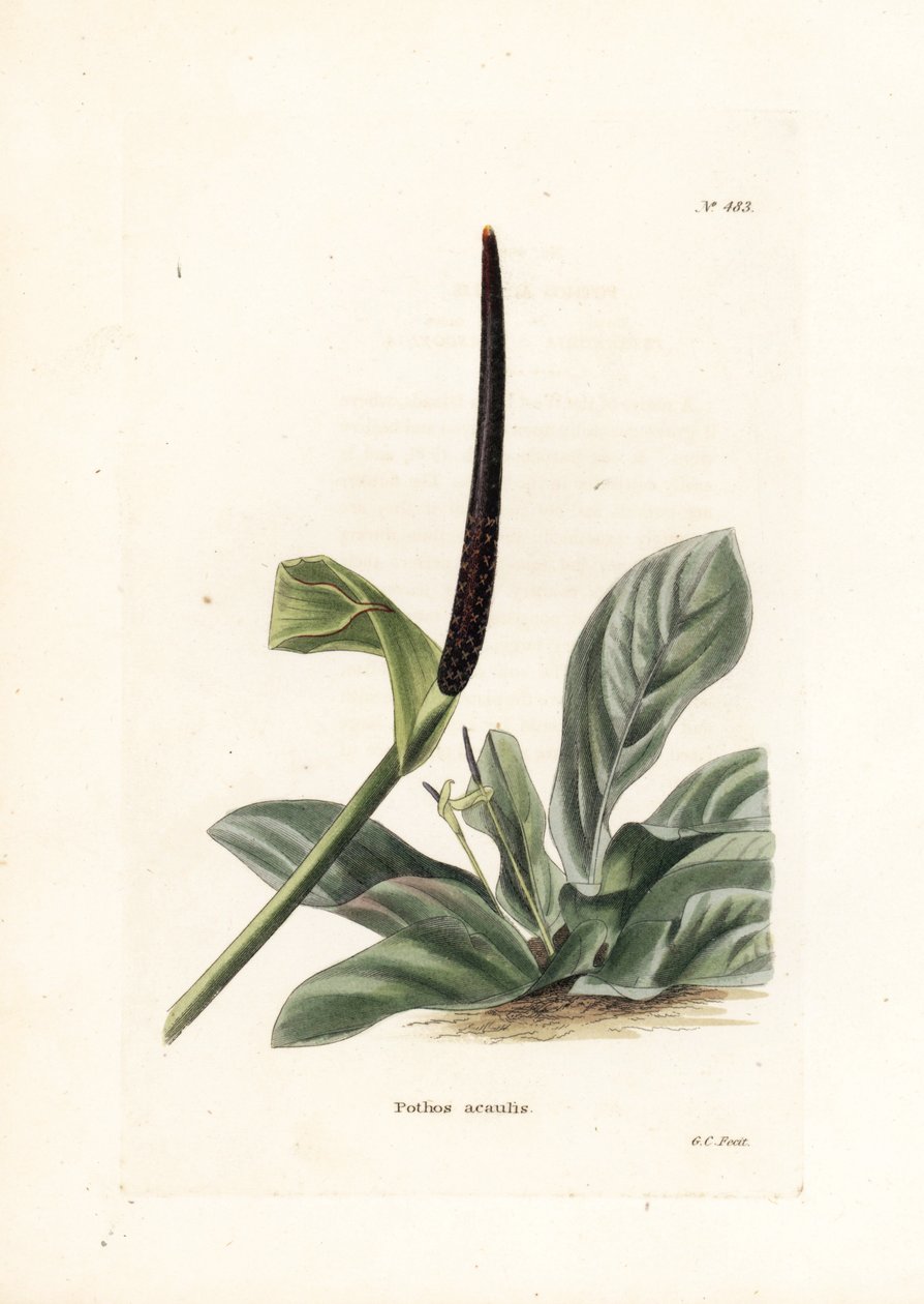 Anturie ptačí hnízdo (Pothos acaulis) - litografie George Cooka pro britský časopis Conrad Loddiges Botanical Cabinet (1738-1826) od Unbekannter Künstler