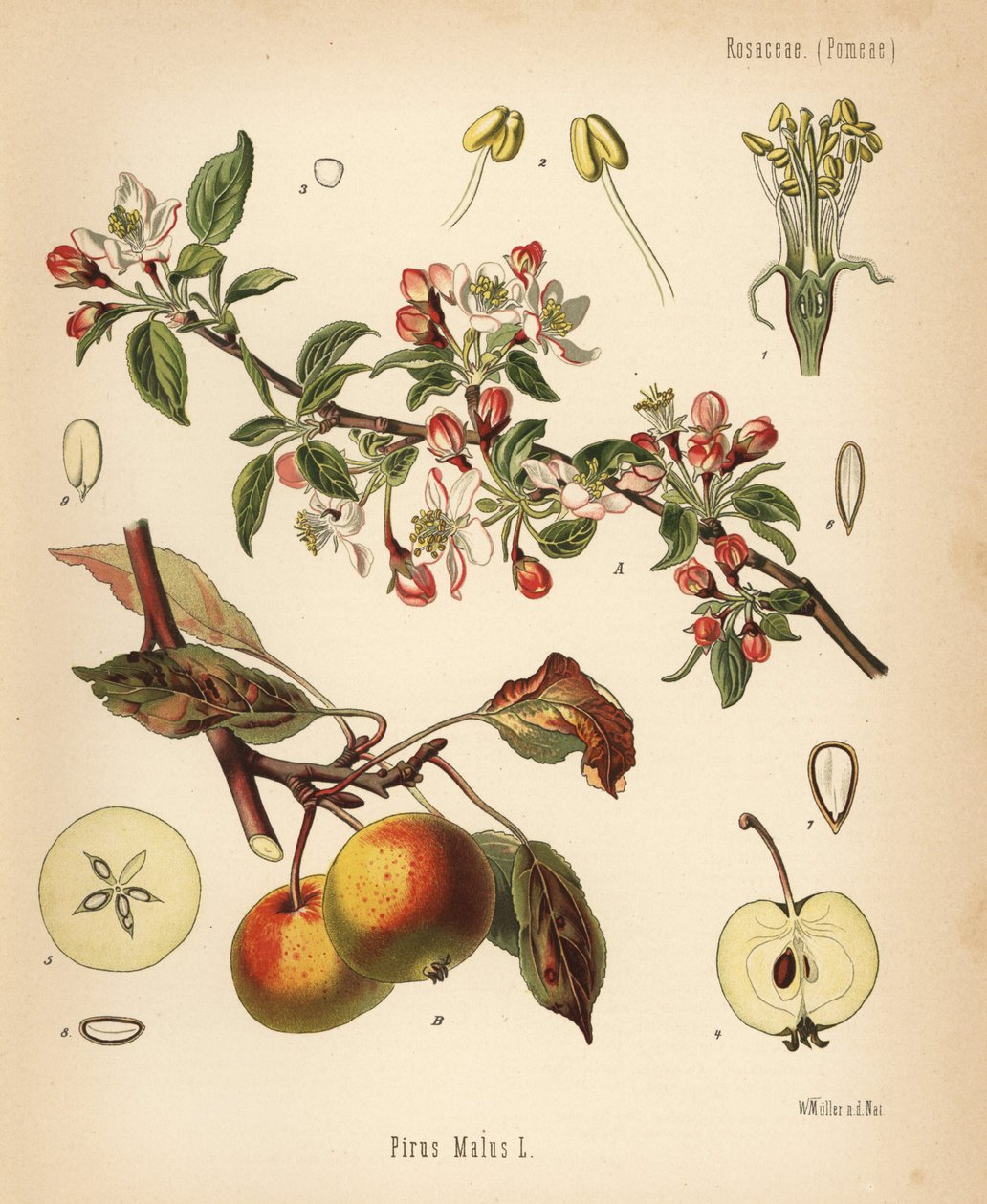 Jabloň domácí, Malus domestica (Pyrus malus). Chromolitografie podle botanické ilustrace Walthera Müllera z knihy Hermanna Adolpha Koehlera Léčivé rostliny, kterou vydal Gustav Pabst, Koehler, Německo. od Unbekannter Künstler