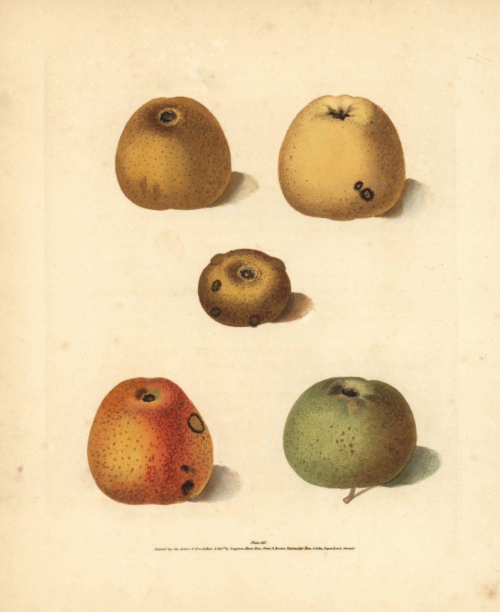 Odrůdy jablek, Malus domestica: Franklin