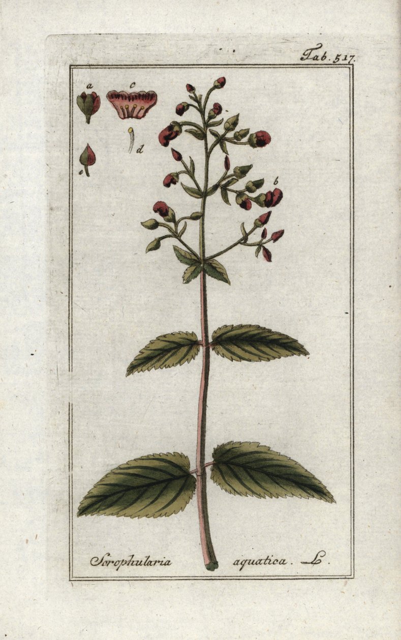 Vodní šupinovka (Scrophularia aquatica). Litografie z knihy "Afbeelding der Artseny-Gewassen" od Johannese Zorna (1739-1799), Nizozemsko od Unbekannter Künstler