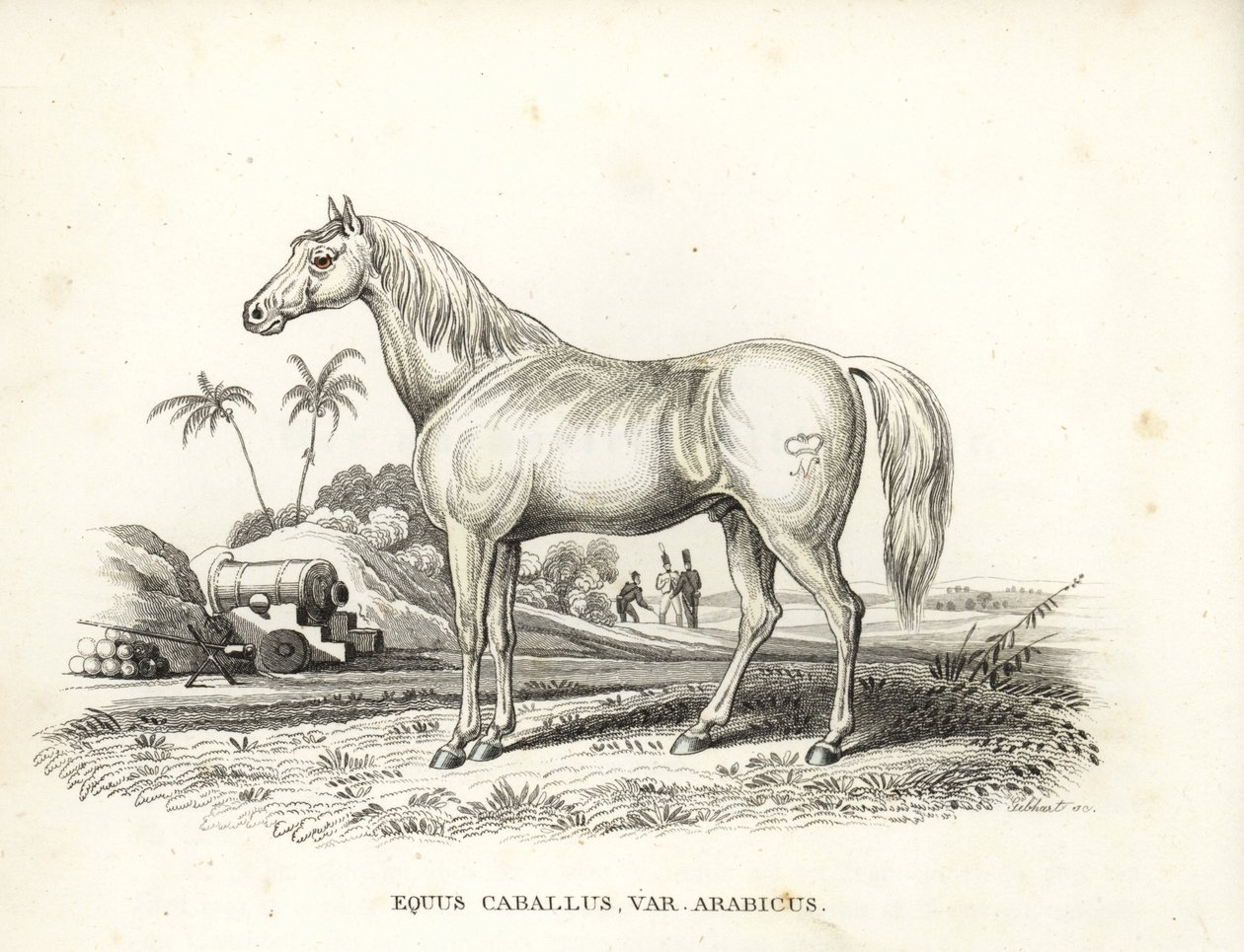 Arabský kůň, Equus caballus var. arabicus. S Napoleonovou značkou na boku a francouzskými vojáky a děly na severoafrickém bojišti. Ručně kolorovaná litografie z přírodovědné galerie Georga Friedricha Treitschkeho, Naturhistor od Unbekannter Künstler