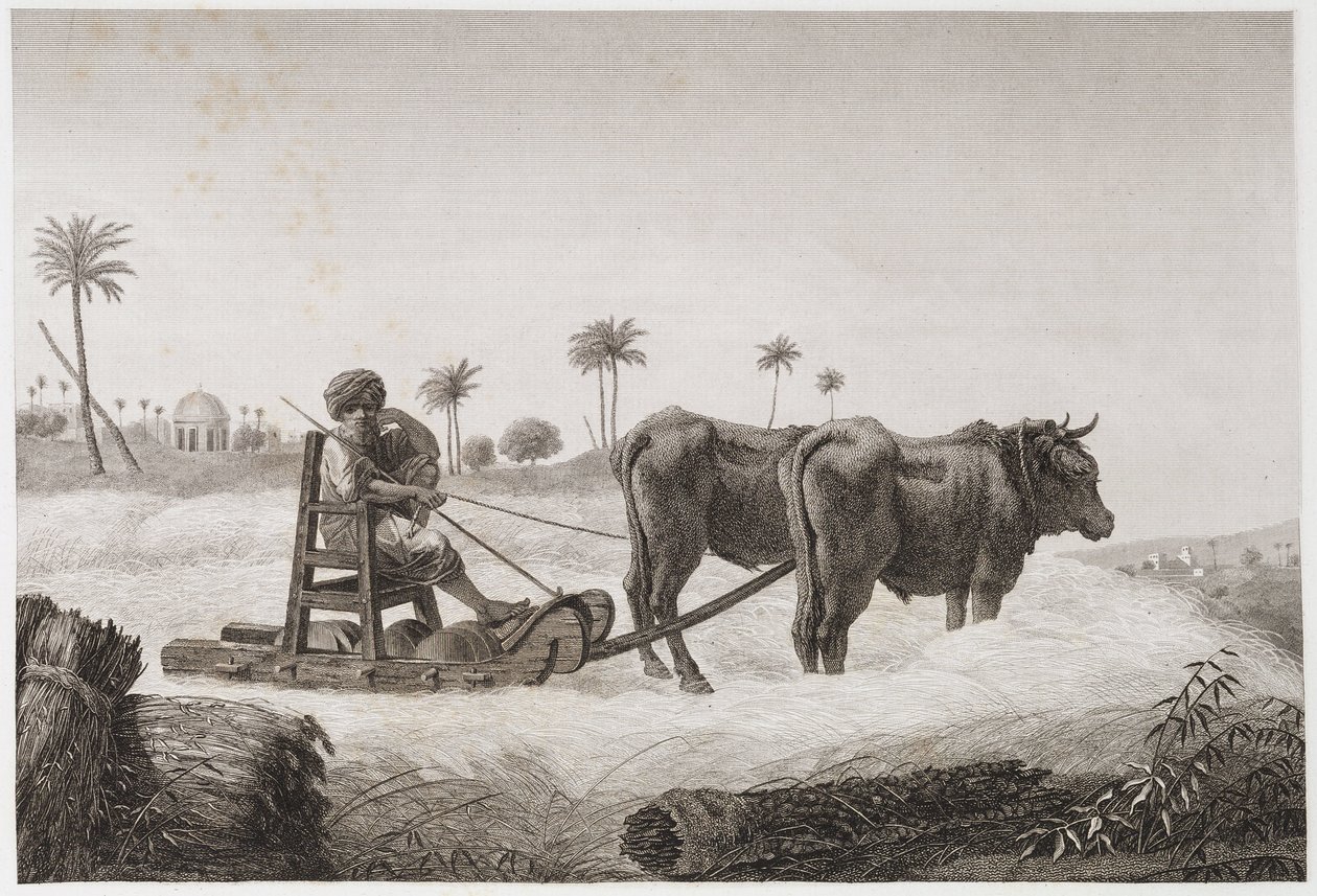 Zemědělství na orné půdě, sklízecí mlátička, Egypt, c 1798 od Unbekannt