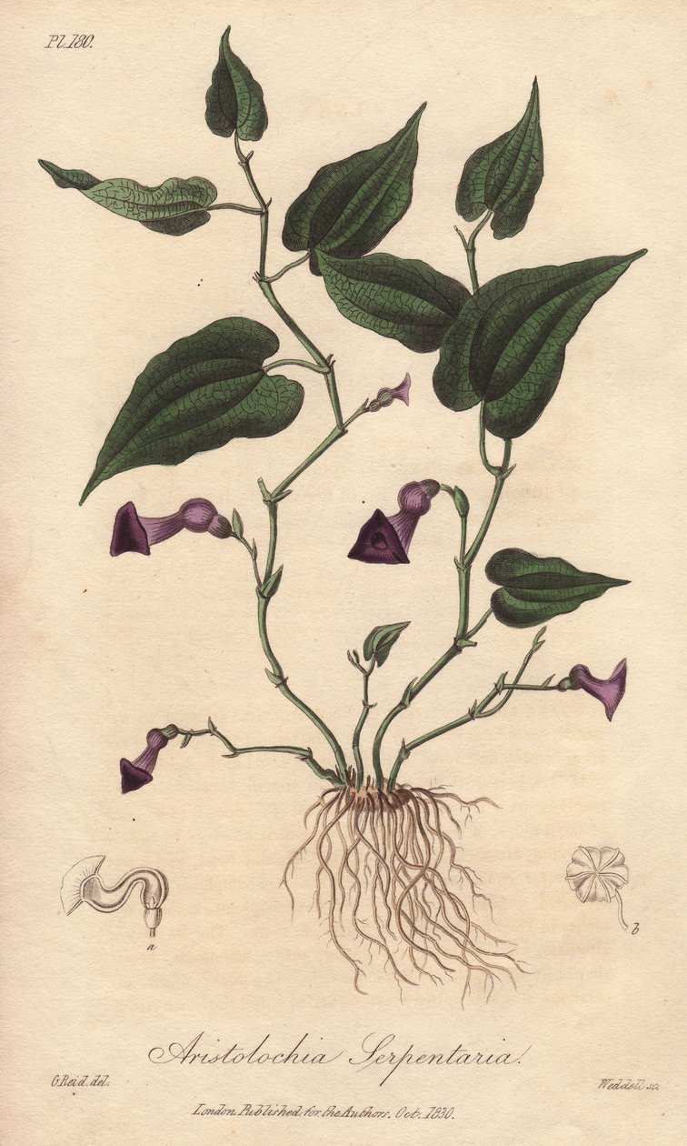 Aristoloche (Aristolochia serpentaria) - Silná voda od Williama Clarkea k ilustraci knihy "Medical Botanical, Description of the Medicinal Plants of London, Edinburgh and Dublin" od Johna Stephensona a Jamese Morsse Churchilla, vydané v Londýně Johnem Chur od Unbekannter Künstler