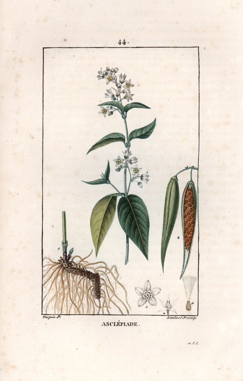 Asclepiade ou herbe à la wadding ou herbe aux parruches - Rytina Lamberta filse podle kresby Pierra Jeana Francoise Turpina (1775-1840), převzatá z knihy La flore medicale, Chaumeton, Poiret et Chamberet, Paris 1830 - Vlaštovičník, Vincetoxicum hirund od Unbekannter Künstler