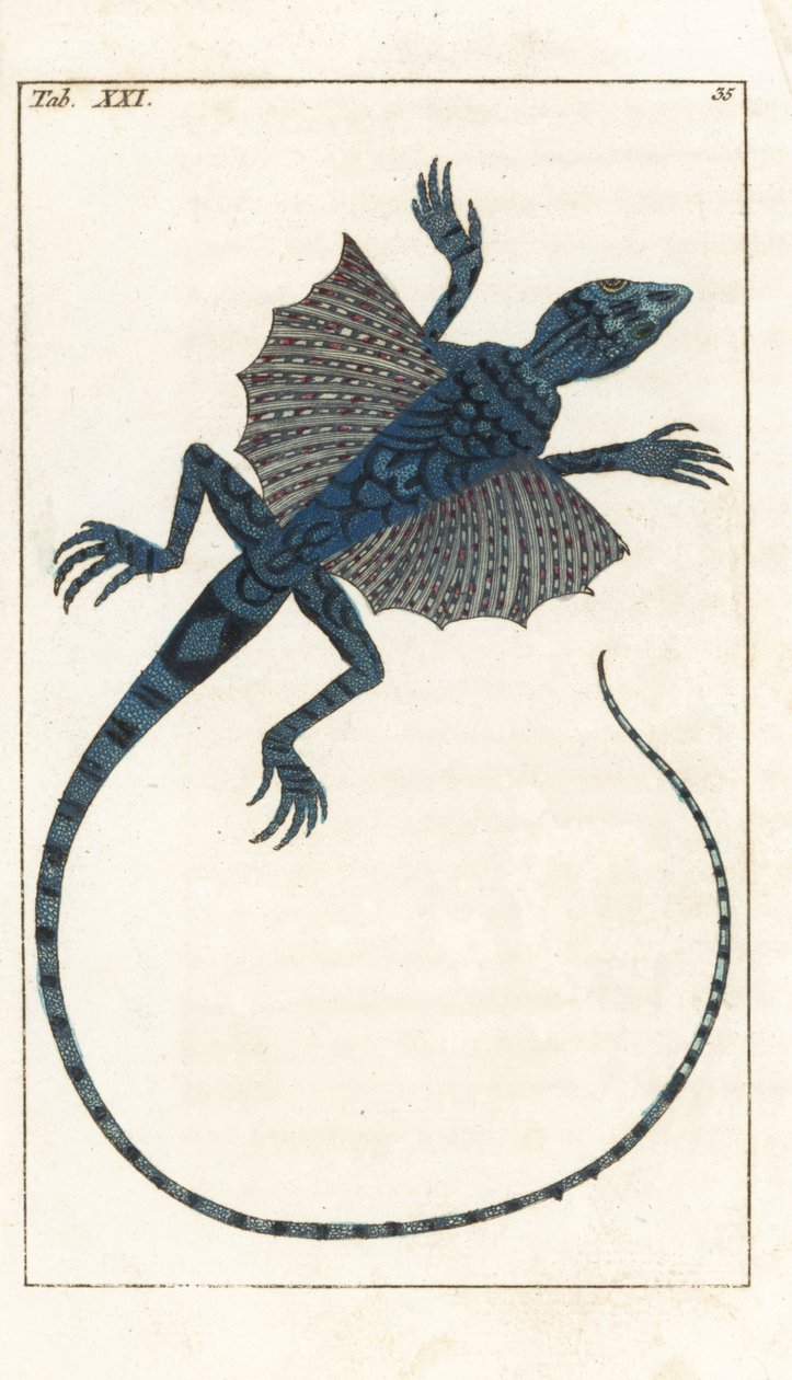 Asijská létající ještěrka - Forte Water by Gottlieb Tobias Wilhelm (1758-1811), from Encyclopedie of Natural History: Obojživelníci od Unbekannter Künstler
