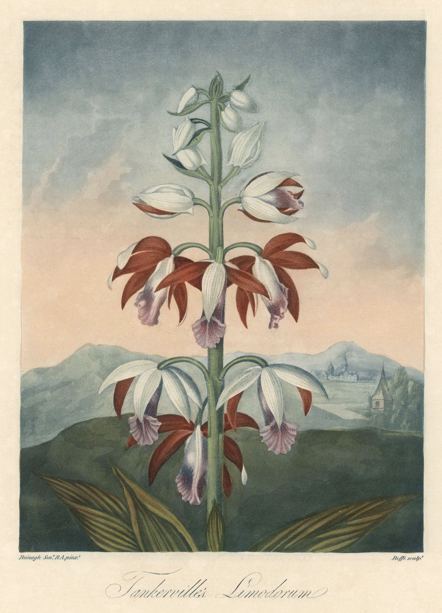 Asijská odrůda orchideje Eau forte, převzato z knihy The Temple of Flora, autor Dr. Robert Thornton (1768-1837) od Unbekannter Künstler