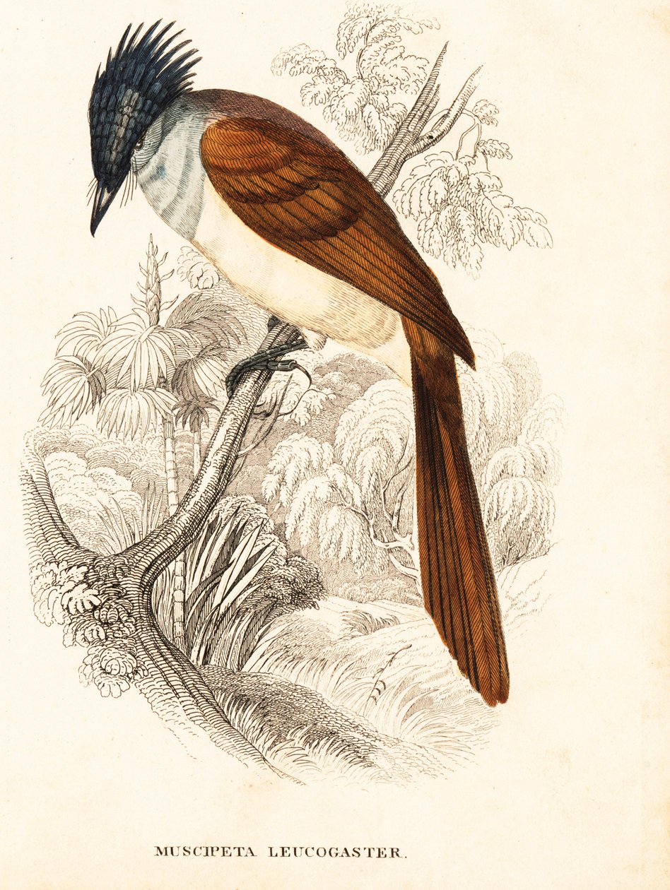 Asijský rákosník (himálajský), Terpsiphone paradisi leucogaster (Muscipeta leucogaster). Ručně kolorovaná ocelorytina z Přírodovědné galerie Georga Friedricha Treitschkeho, Naturhistorischer Bildersaal des Thierreiches, Liepzig. od Unbekannter Künstler