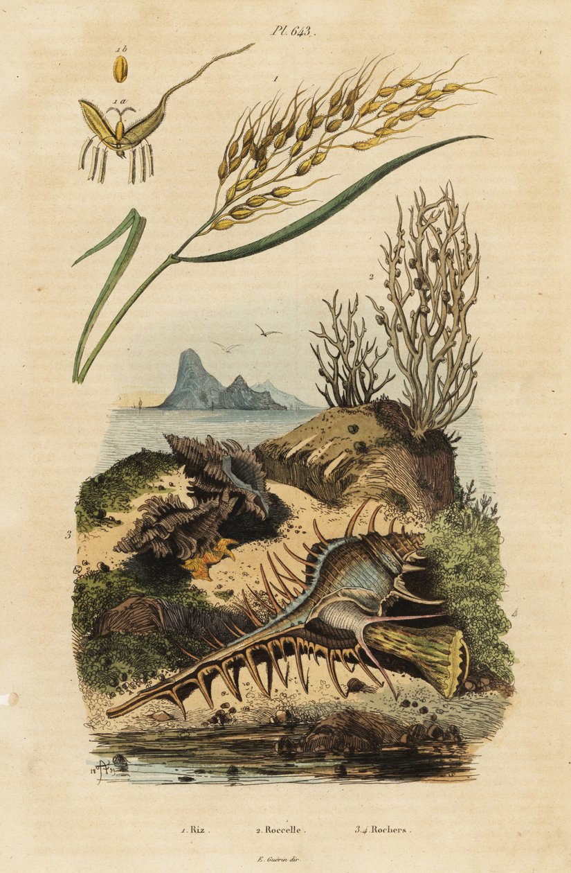 Asijská rýže, Venus hřeben murex a Hexaplex angularis od Unbekannter Künstler