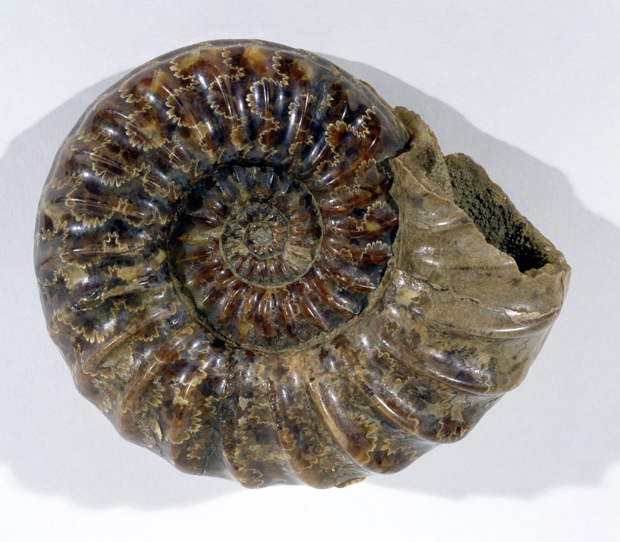 Asteroceras obtusum (Amonit) nalezený v Lyme Regis, Dorset, období spodní křídy (foto) od Unbekannt