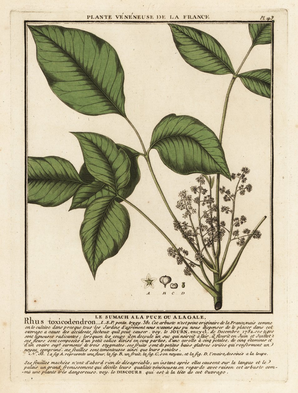 Atlantský jedovatý dub, Toxicodendron pubescens. od Unbekannter Künstler