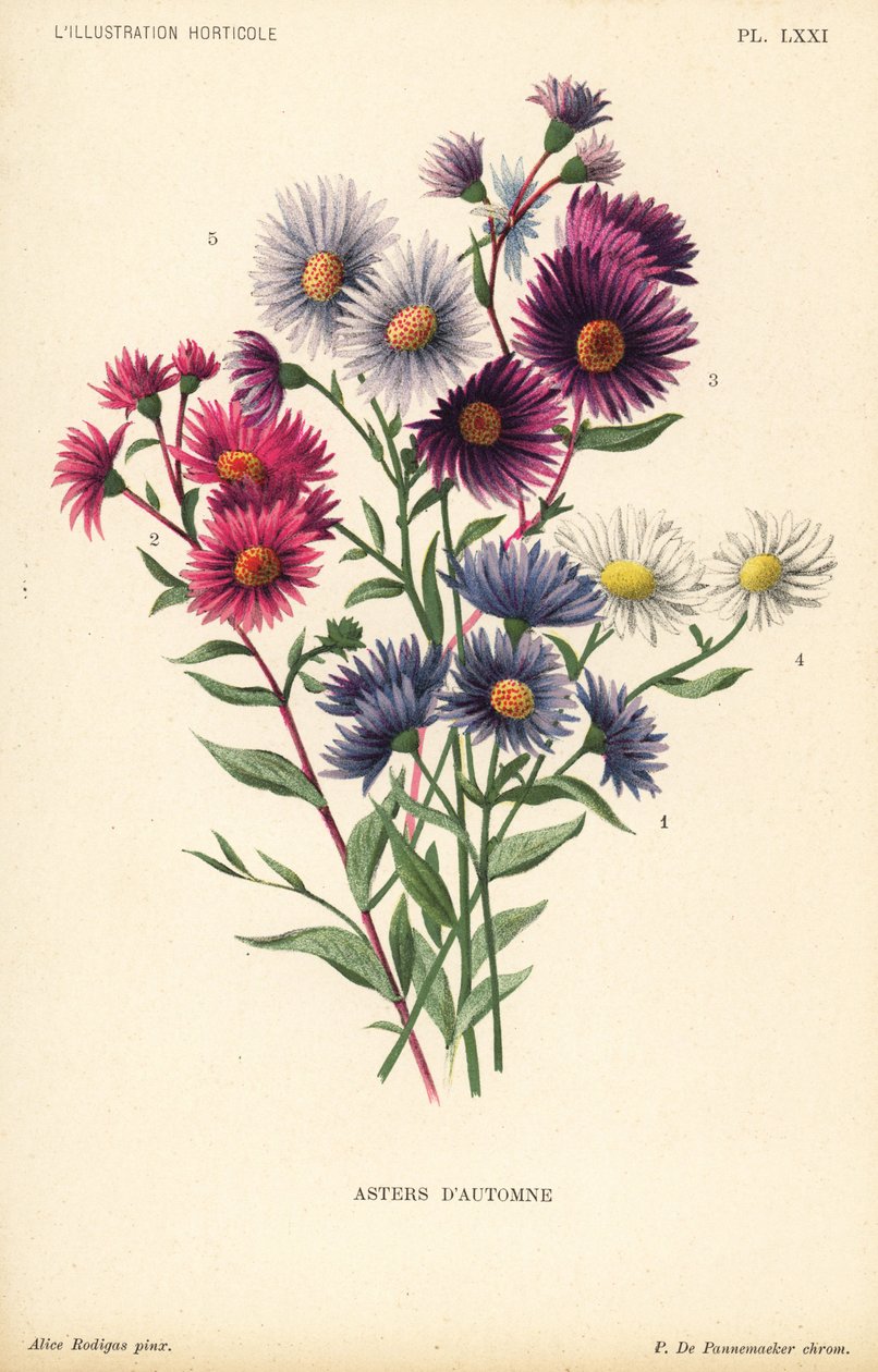 Podzimní astry: Ruber, Aster novae angliae var. Bowman, Aster amygdalinus a Aster novi belgii Robert Parker. Chromolitografie Pietera de Pannemaekera podle ilustrace Alice Rodigas f od Unbekannter Künstler