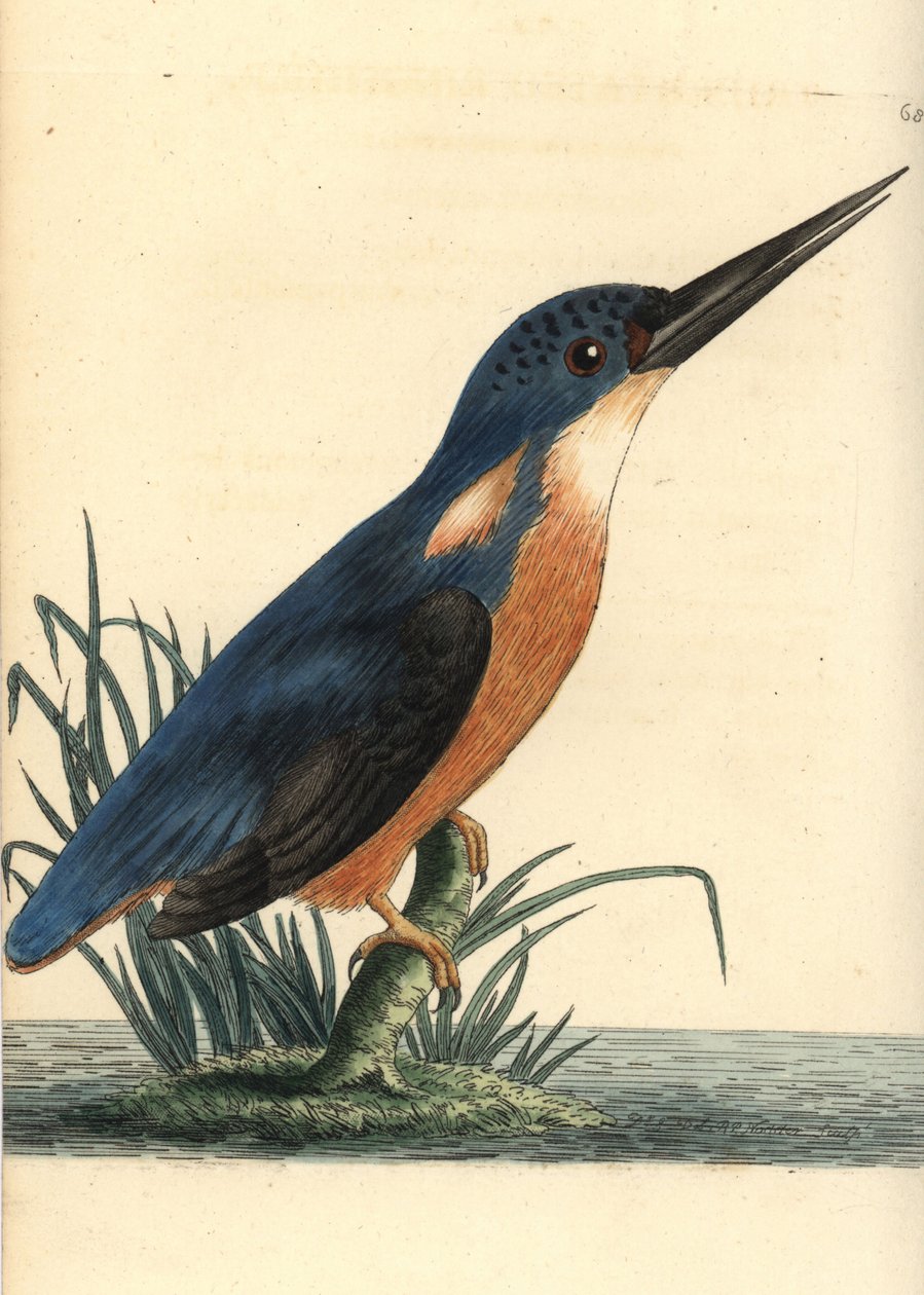 Zimolez azurový, Ceyx azureus (Zimolez trojzubý, Alcedo tribrachys). Ilustrace nakreslil a vyryl Richard Polydore Nodder. Ručně kolorovaná mědirytina z knihy George Shawa a Fredericka Noddera The Naturalist