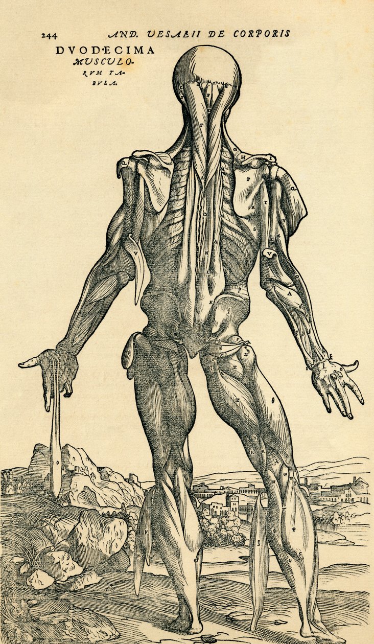 Zadní část mužského lidského těla, anatomická studie původně publikovaná v De Humani Corporis Fabrica Libri Septem (O tkanině lidského těla v sedmi knihách) od Andrease Vesaliuse, publikovaná v Basileji od Unknown