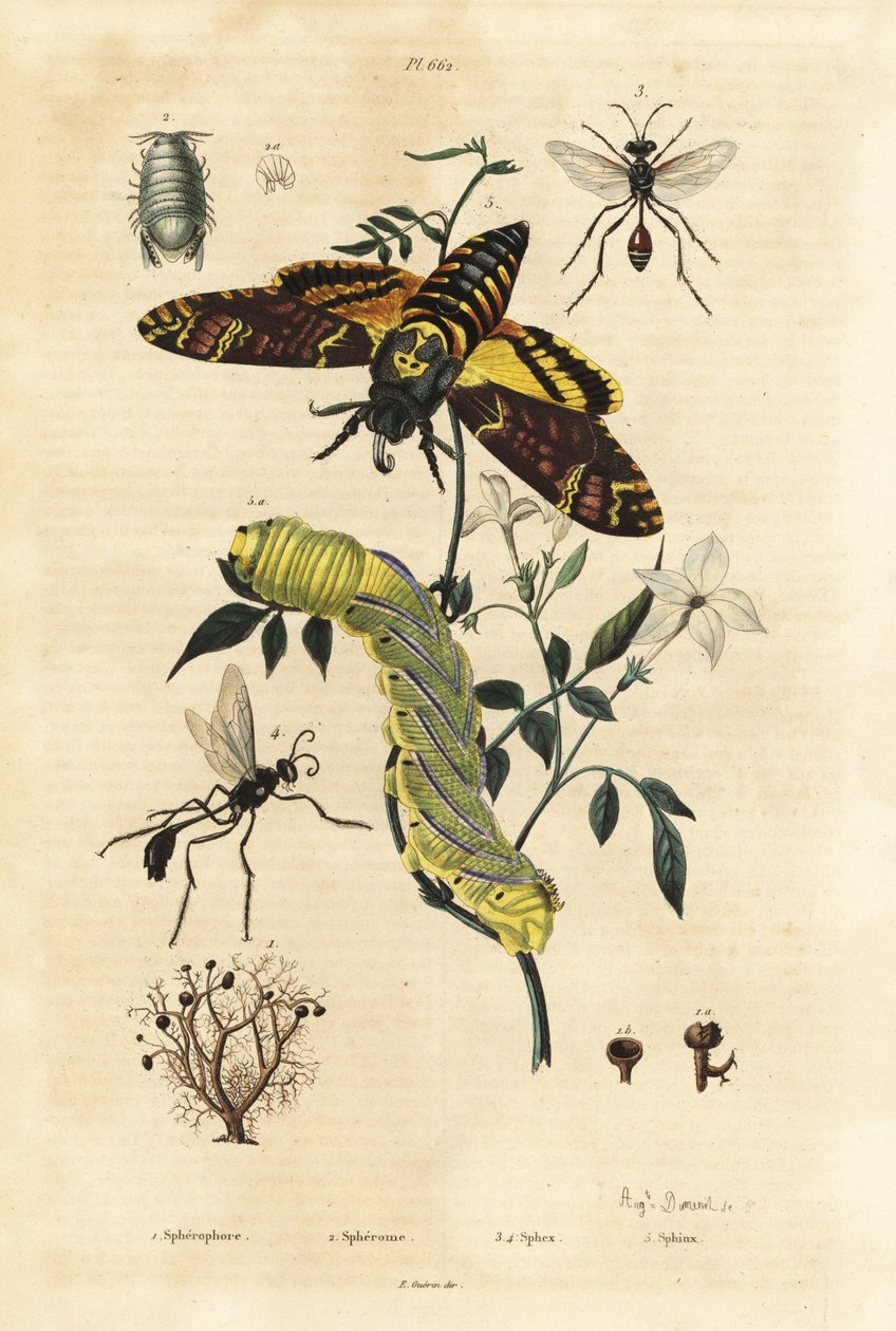 Ball lišejník, Sphaerophorus globulus 1, Dynamene korýš 2, vosy kopáč, Sphex species 3,4 a jestřáb africký, Acherontia atropos a housenka 5 od Unbekannt