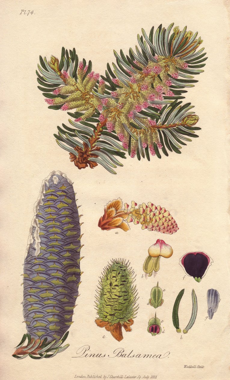 Jedle balzámová (Abies balsamea) - Silná voda od Williama Clarka k ilustraci knihy "Medical Botanical, Description of the Medicinal Plants of London, Edinburgh and Dublin" od Johna Stephensona a Jamese Morsse Churchilla, vydané v Londýně Johnem Churchillem od Unbekannter Künstler