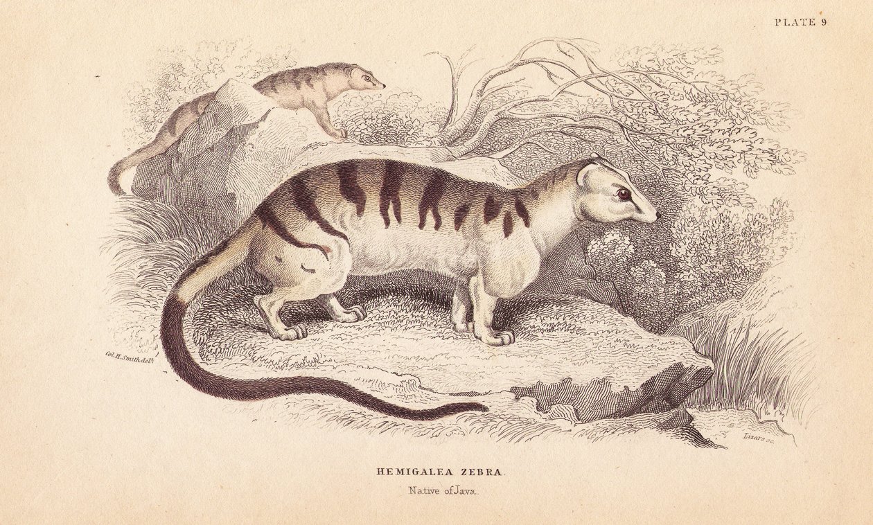 Kočka palmová páskovaná, Hemigalus derbyanus (Hemigalea zebra). Ohrožený druh. Ručně kolorovaná ocelorytina od Lizarse podle ilustrace Charlese Hamiltona Smithe z Naturalist
