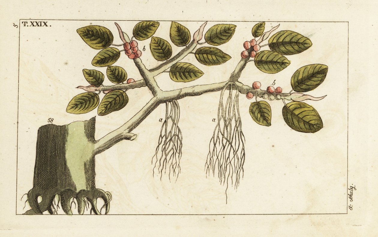 Banyan fíkovník se vzdušnými kořeny, Ficus benghalensis. od Unbekannter Künstler