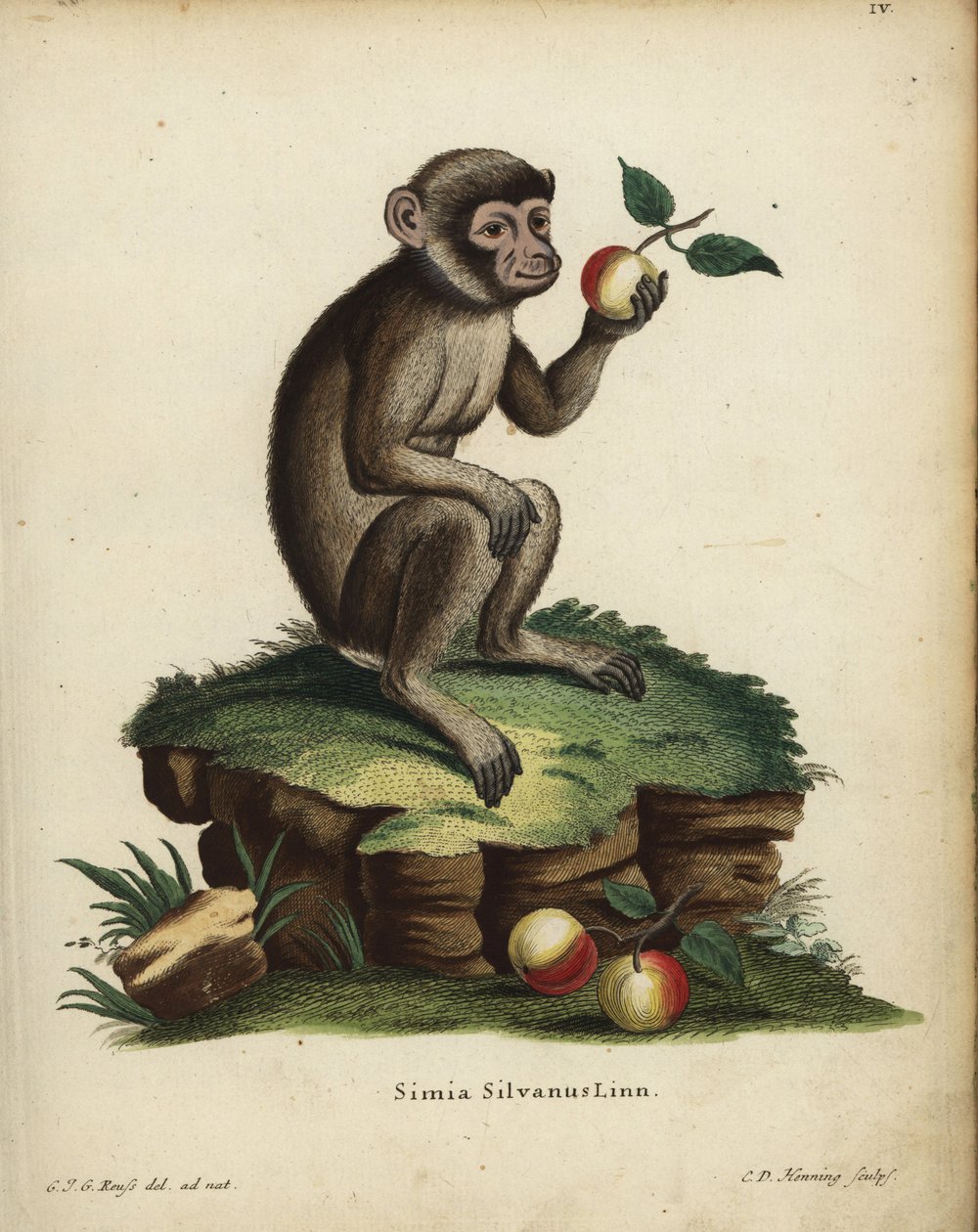 makak barbarský, Macaca sylvanus. Ohrožený druh. Simia silvanus Linn. Ručně kolorovaná mědirytina C. D. Henninga podle ilustrace C. J. G. Reusse z knihy Johanna Christiana Daniela Schrebera Animal Illustrations after Nature. od Unbekannter Künstler