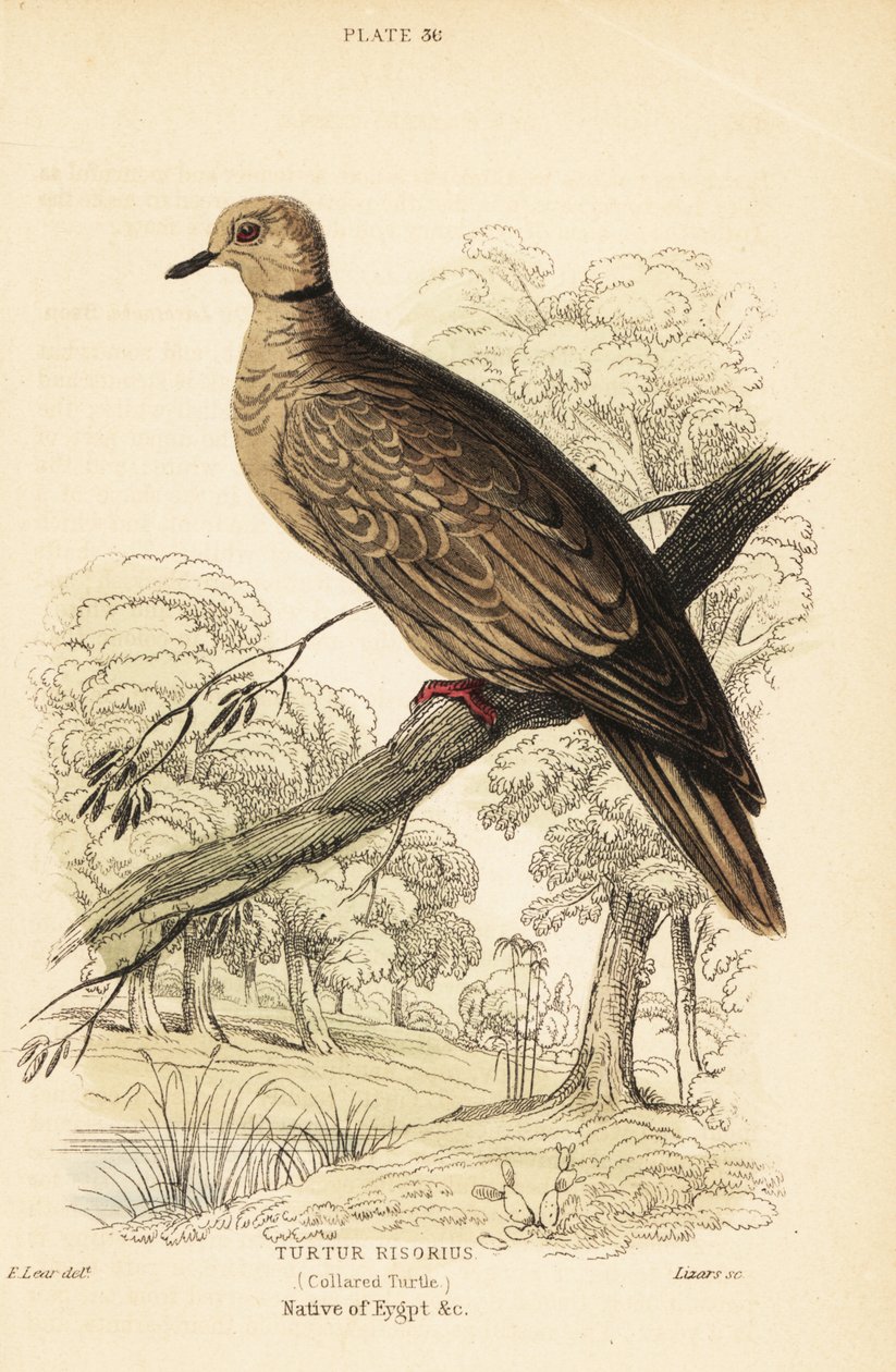 Barbary holubice, Streptopelia risoria. 1889 (rytina) od Unbekannter Künstler