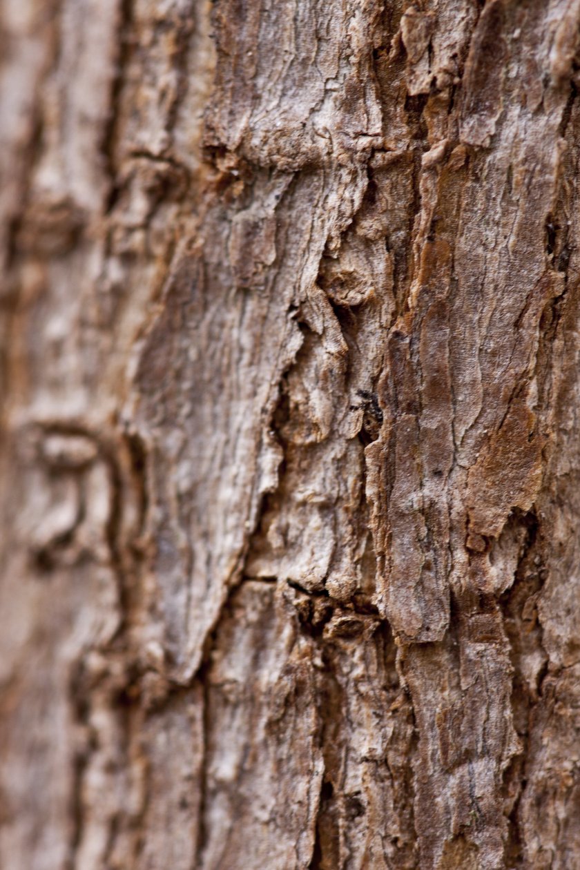 Bark II (fotografie) od Unbekannter Künstler