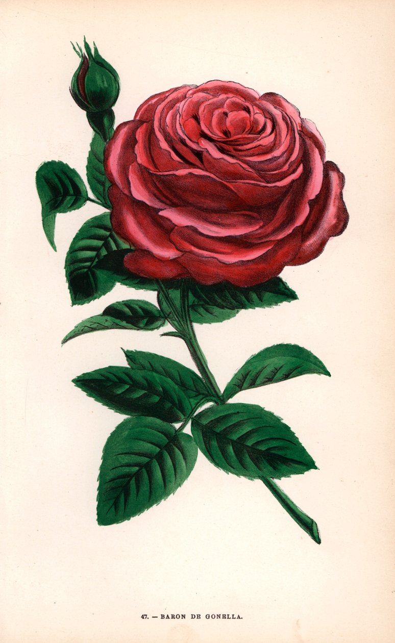 Růže Baron de Gonella, odrůda růže Ile-Bourbon, vyšlechtěná panem Guillotem starším v Lyonu v roce 1859. Chromolitografie nakreslená a litografovaná podle přírody F. Grobonem podle knihy Hippolyte Jamaina a Eugena Forneyho "Les Roses", Paříž, J. Rothschild od Unbekannter Künstler
