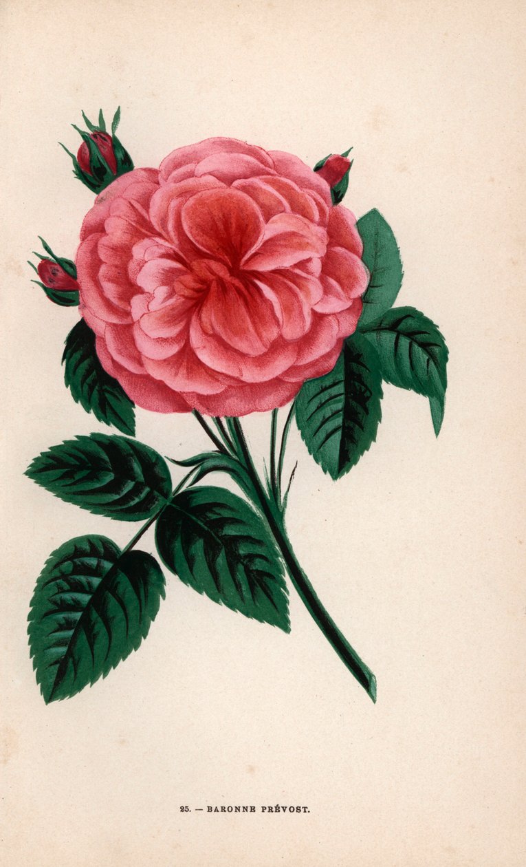 Růže baronky Prevostové, kříženec vypěstovaný panem Desprezem v Yebles u Melunu v roce 1843. Chromolitografie nakreslená a litografovaná podle přírody F. Grobonem podle knihy Hippolyte Jamaina a Eugena Forneyho "Les Roses", Paříž, J. Rothschild. od Unbekannter Künstler