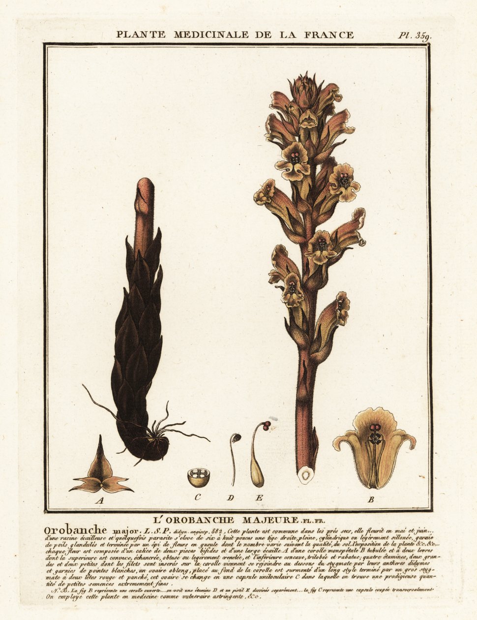 Svízel obecný; Orobanche caryophyllacea. od Unbekannter Künstler