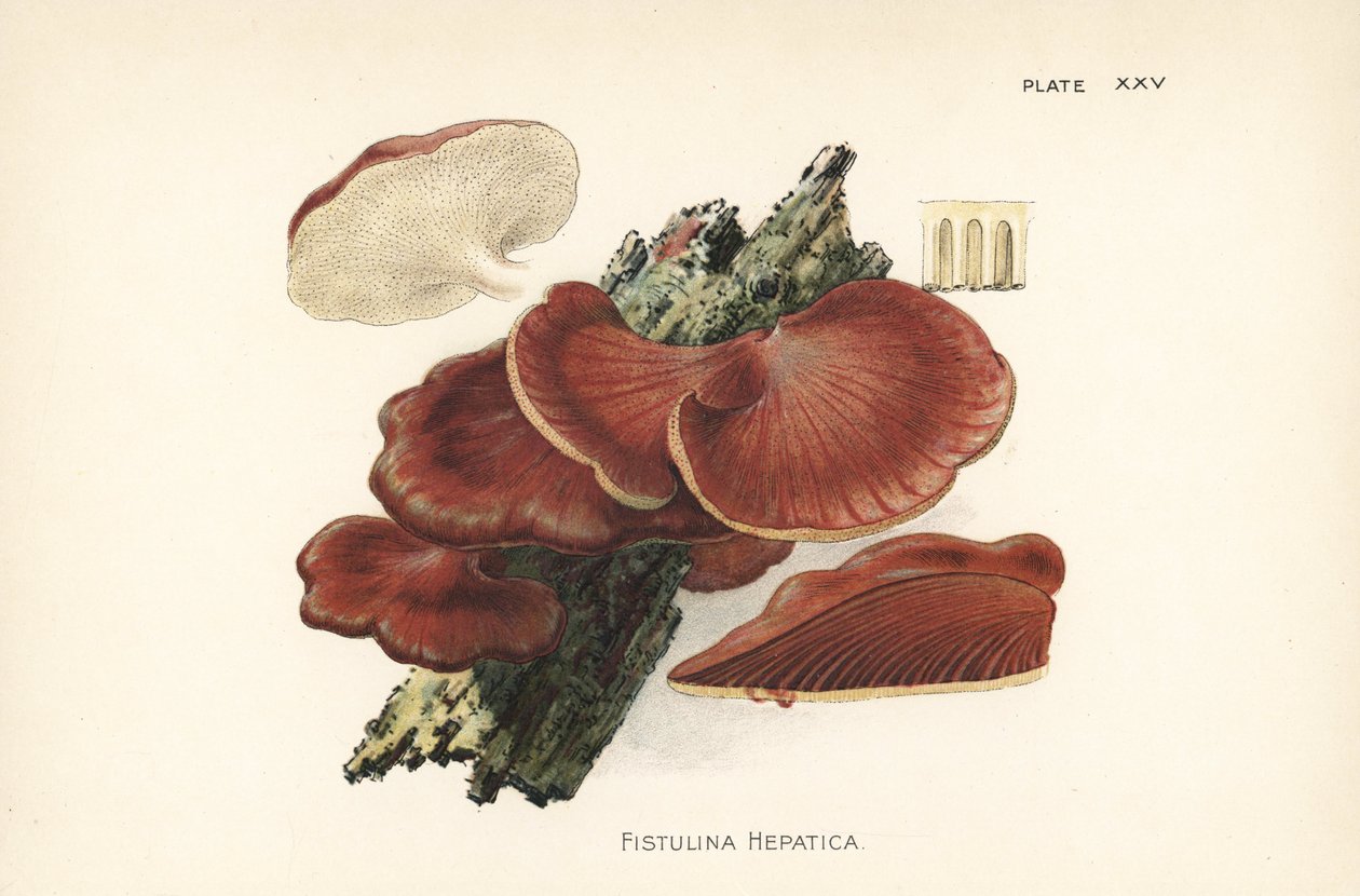 Hovězí houba Fistulina hepatica. Chromolitografie podle botanické ilustrace Williama Hamiltona Gibsona z knihy Naše jedlé muchomůrky a houby. od Unbekannter Künstler