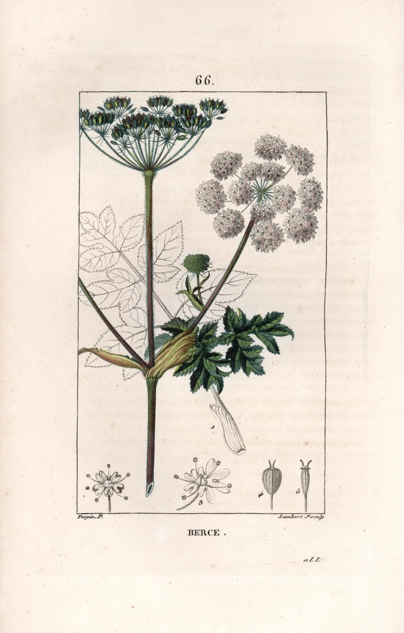 Berce ou charavie - Rytina od Lamberta filse, podle kresby Pierra Jeana Francoise Turpina (1775-1840), z knihy La flore medicale, de Chaumeton, Poiret et Chamberet, Paris 1830 - Hogweed or cow pastsnip, Heracleum sphondylium - Rytina od Lamberta J. S. od Unbekannter Künstler