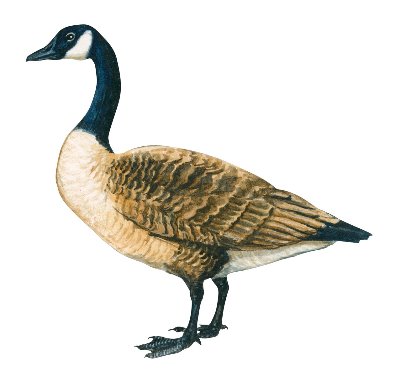 Bernache du Canada - Canada Goose (Branta Canadensis) od Unbekannter Künstler