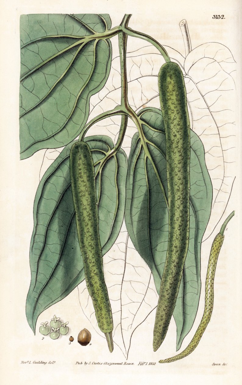 Betel - Betelový pepř, Piper betle. Ručně kolorovaná mědirytina od Swana podle ilustrace Rev. L. Gouldinga z "Botanical Magazine" Samuela Curtise, Londýn. od Unbekannter Künstler