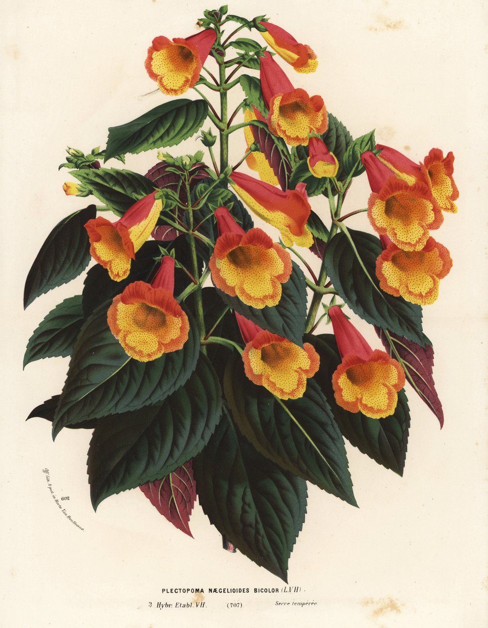 Dvoubarevný kultivar Achimenantha x naegelioides (Plectopoma naegelioides bicolor). Ručně kolorovaná litografie z knihy Louise van Houtteho a Charlese Lemaira Flowers of Gardens and Hothouses of Europe, Flore des Serres et des Jardins de l