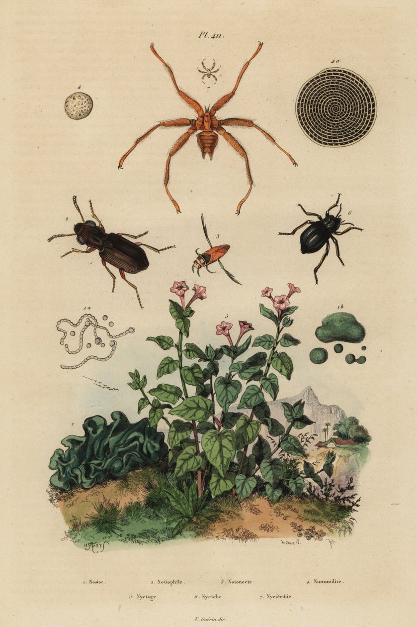 Brouk velkooký, Notiophilus biguttatus, plavec, druh Nononecta, fosilie nummulit, potemník, druh Nyctelia, netopýr, druh Nycteribia od Unbekannt