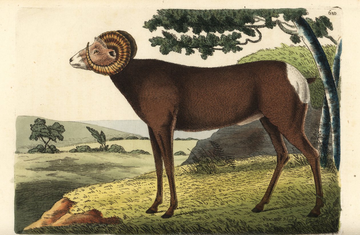 Ovce dvourohé nebo ovce kanadské. Ovis canadensis. Ilustrace nakreslil a vyryl Richard Polydore Nodder. Ručně kolorovaná mědirytina z knihy George Shawa a Fredericka Noddera The Naturalist