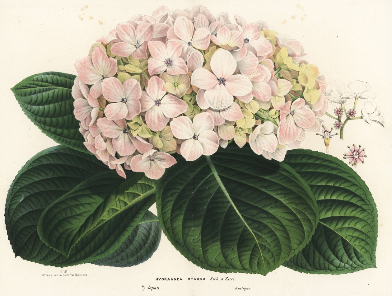 Hortenzie velkolistá, Hydrangea macrophylla (Hydrangea otaksa). Ručně kolorovaná litografie z knihy Louise van Houtteho a Charlese Lemaira Flowers of Gardens and Hothouses of Europe, Flore des Serres et des Jardins de l